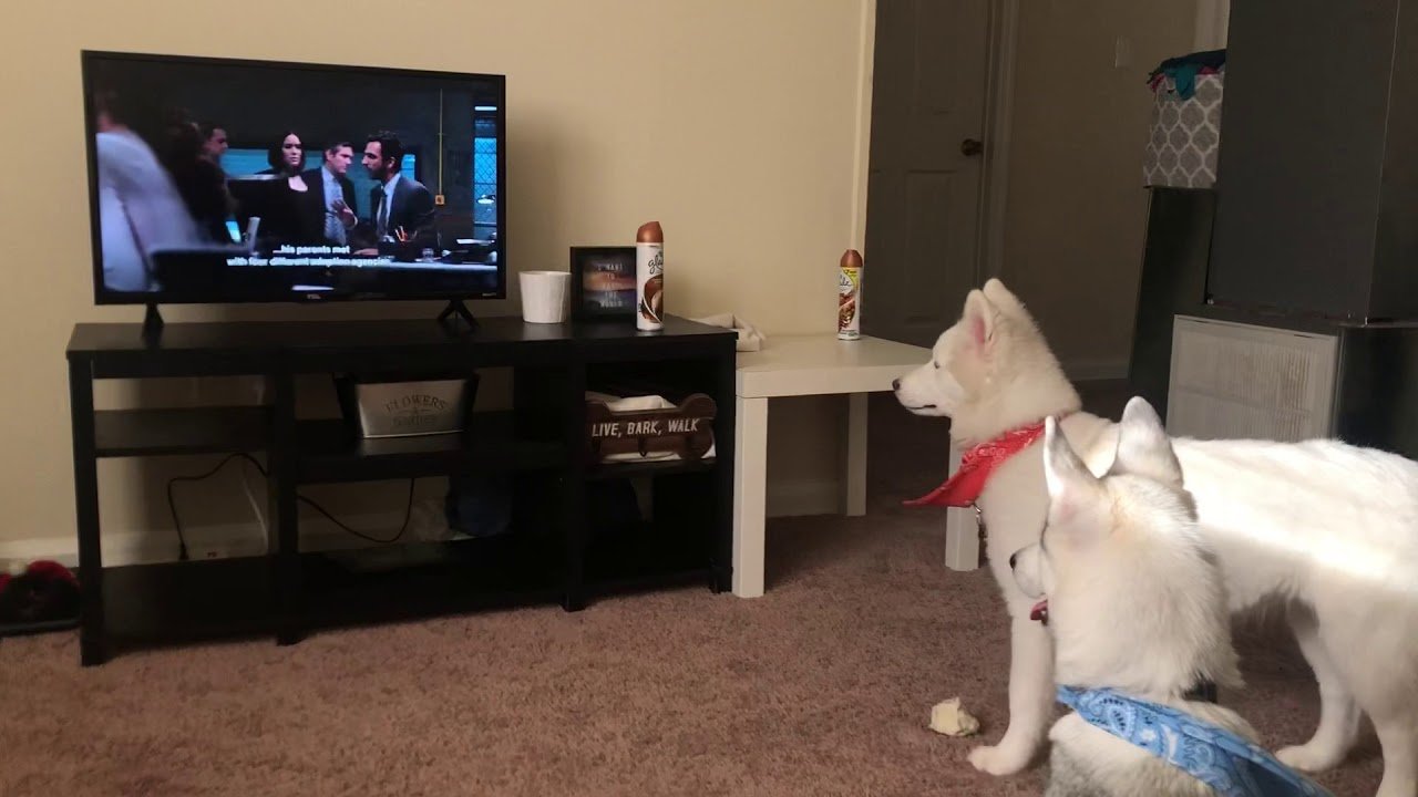 Huskies Love Watching TV