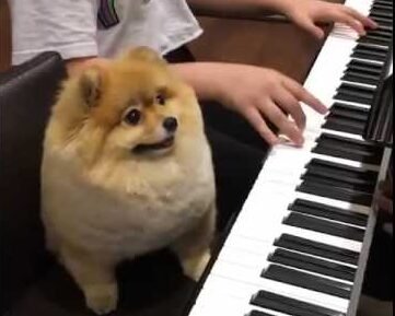 Pomeranian plays the piano