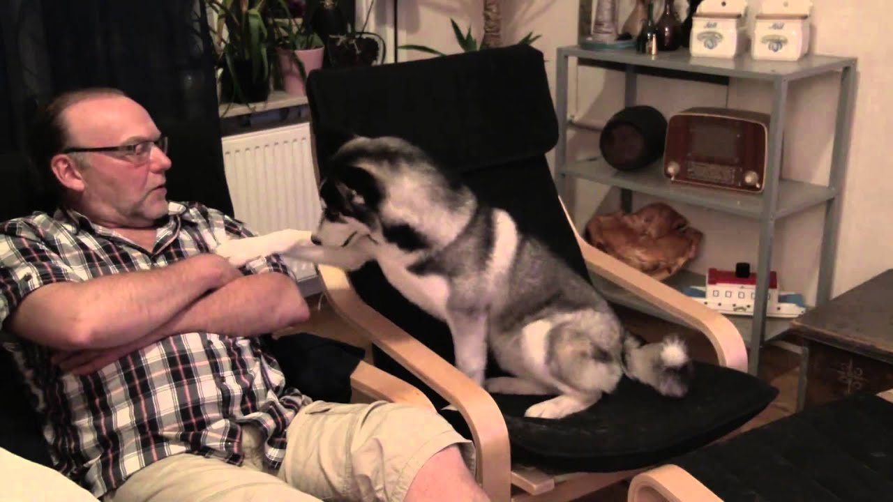 Siberian Husky absolutely obsessed with popcorns