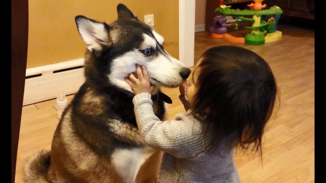 Husky and baby