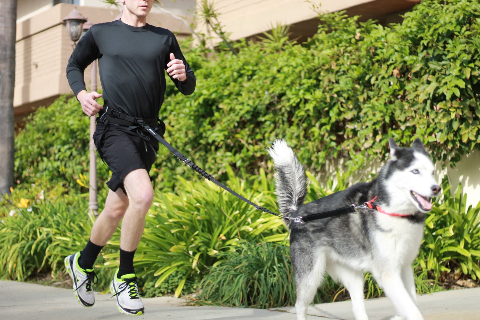 dog improves your physical wellbeing and encourages a healthy fitness routine