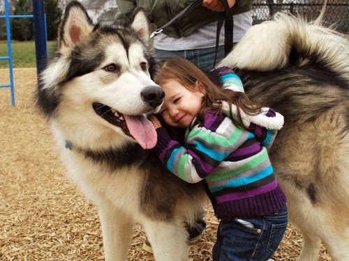 Dogs protect children from skin conditions and allergies