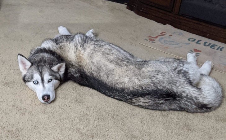 husky liquid