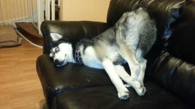 funny husky getting comfortable in weird position
