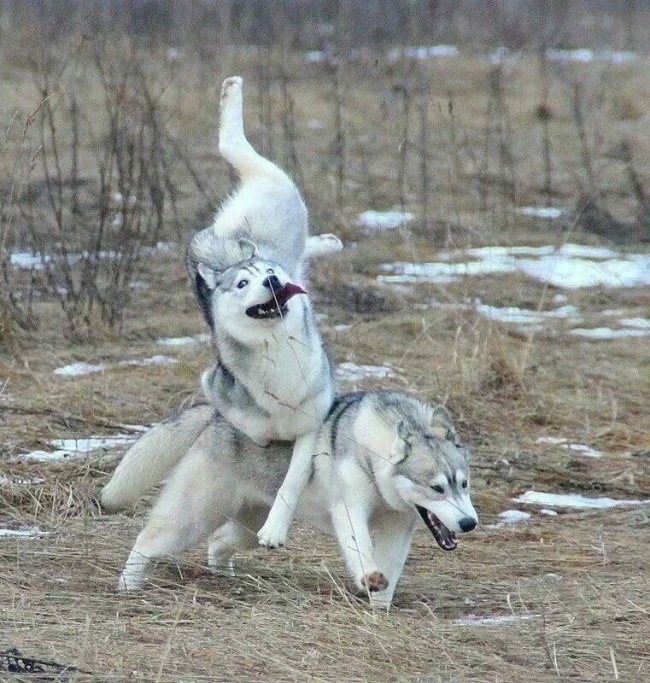 Golden Rules For Life As Told by Husky Dogs