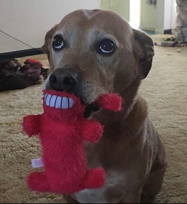 puppy nice teeth 