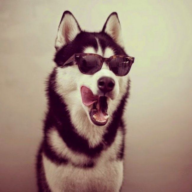 Husky with glasses