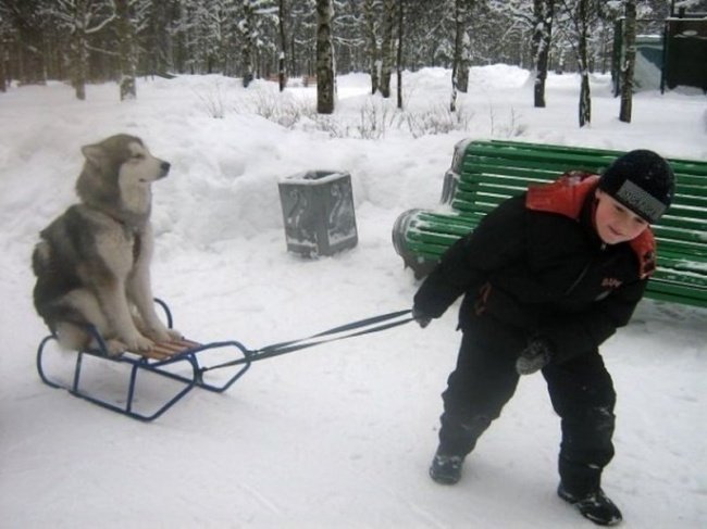Funny husky pulling the sled 