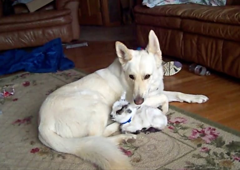 Baby Goat Thinks German Shepherd Is Her Mama 