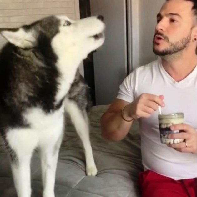 Husky Argues for Ice Cream