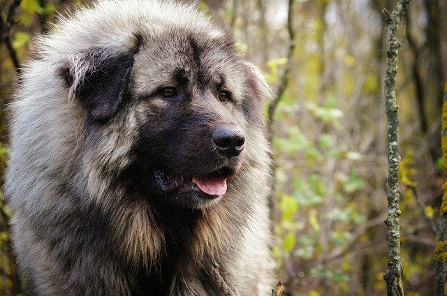 Illyrian Shepherd Dog - Deltar Ilir