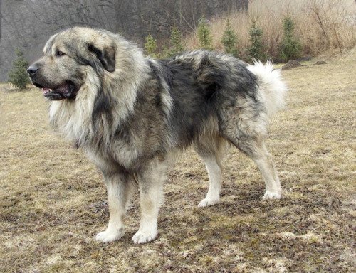 Illyrian Shepherd Dog