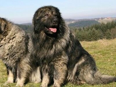 Illyrian Shepherd Dog/Šarplaninac or Yugoslavian Shepherd Dog
