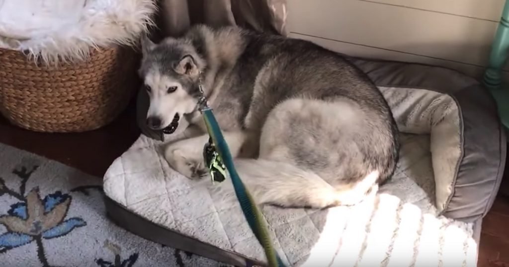 Stubborn Husky Has To Be Convinced By Other Dogs To Go On A Walk
