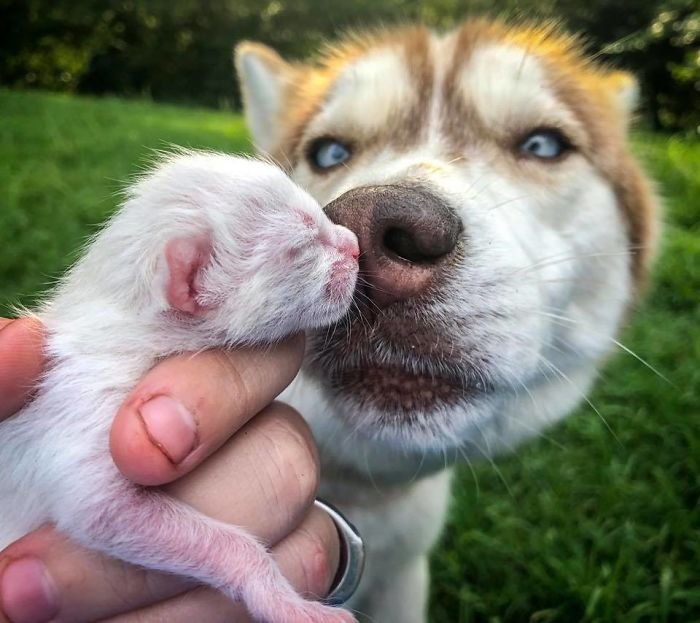 Husky adopt kittens