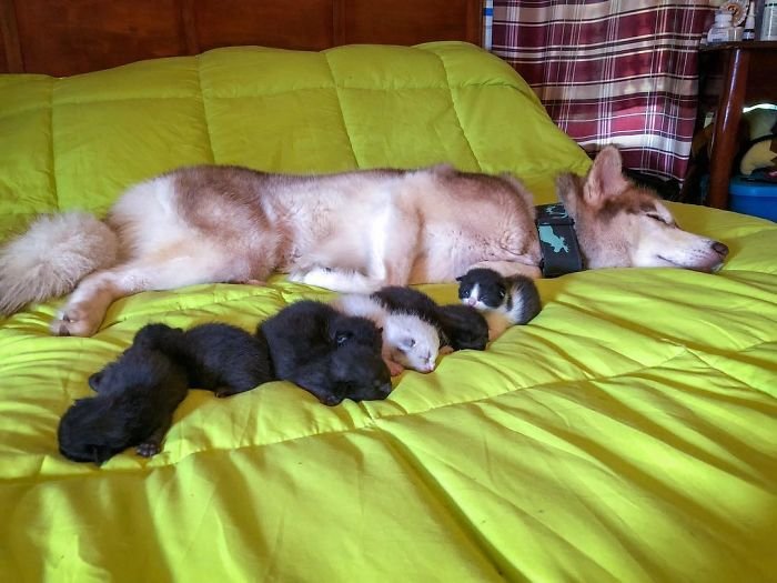 husky surrogate cats