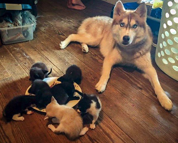 Husky adopt kittens