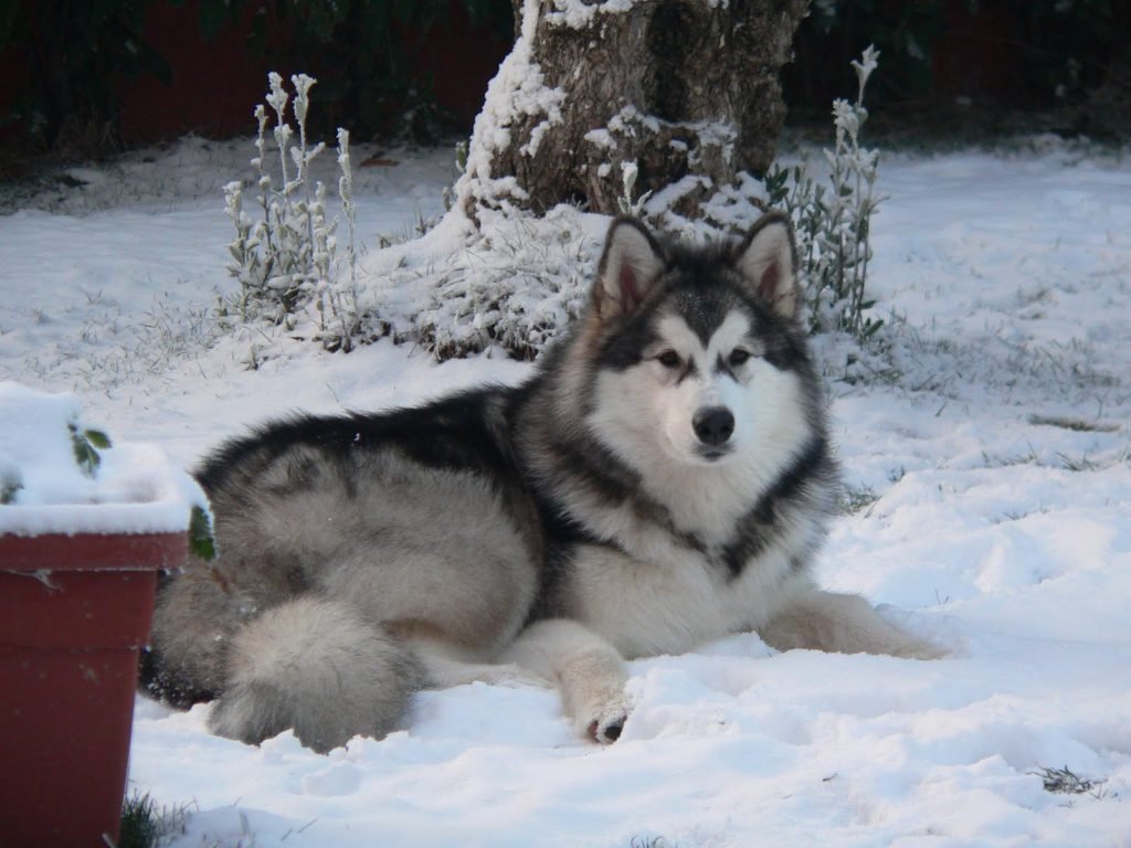 fun facts about Alaskan Malamute