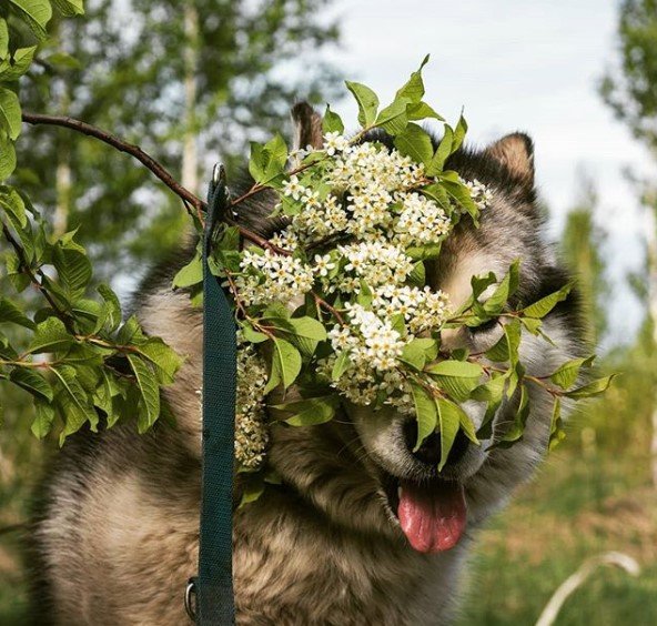 Alaskan Malamute pictures to cheer you up