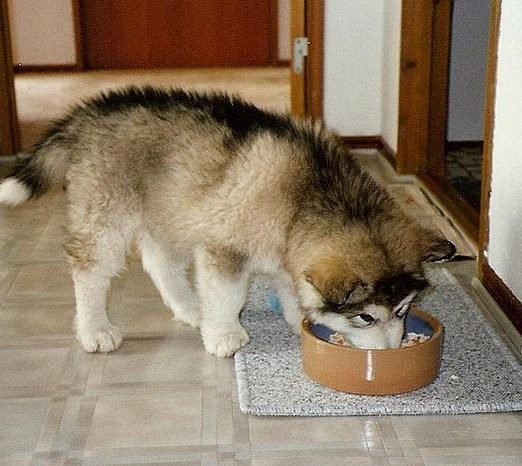 why you need alaskan malamute