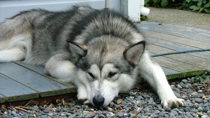 why you need alaskan malamute