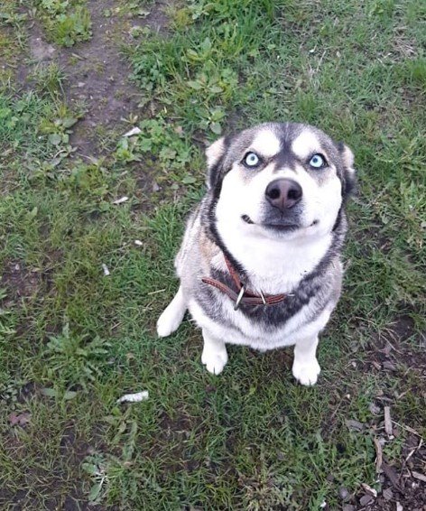 Alaskan Malamute pictures to cheer you up