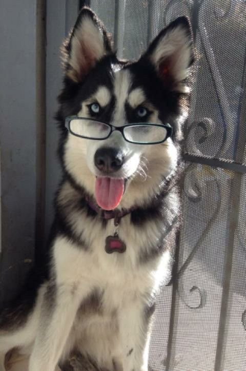 Husky With Glasses