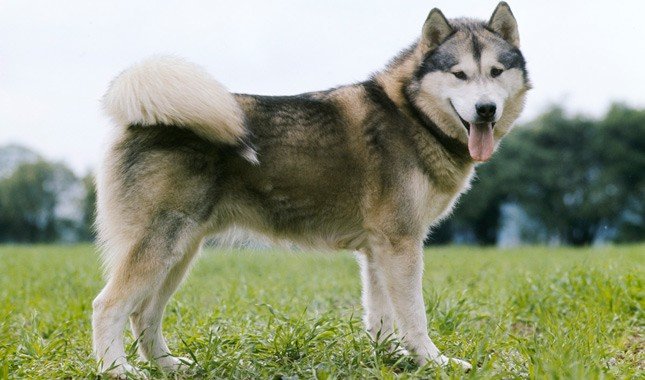 why you need alaskan malamute