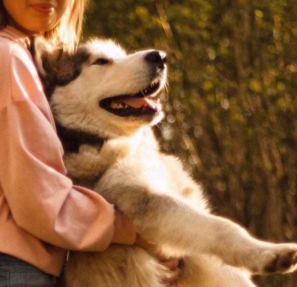 Alaskan Malamute pictures to cheer you up