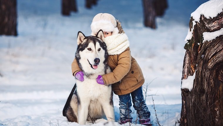 why you need alaskan malamute