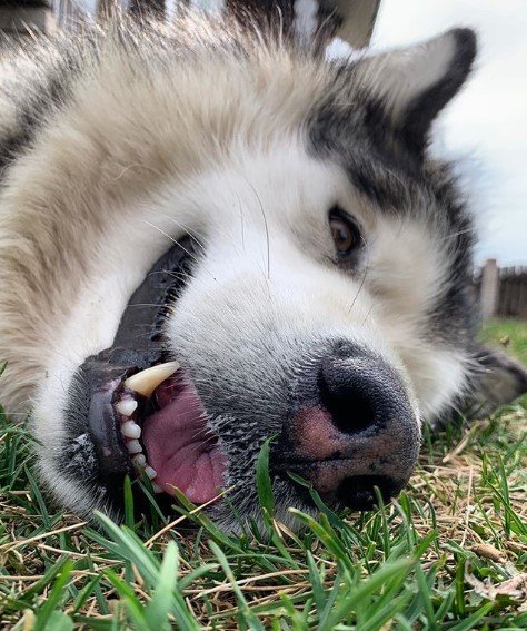 Alaskan Malamute pictures to cheer you up