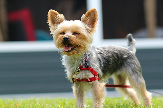 Most Talkative Dog breeds