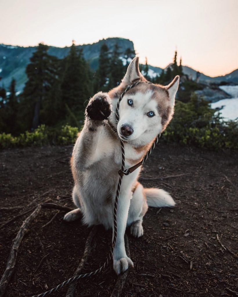 pros and cons of huskies