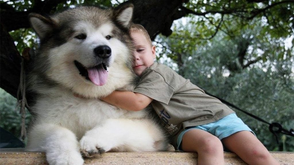 why you need alaskan malamute