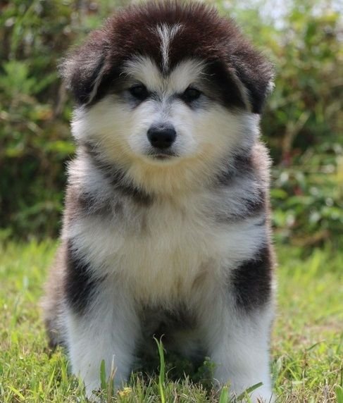 why you need alaskan malamute