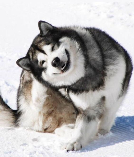 Alaskan Malamute pictures to cheer you up