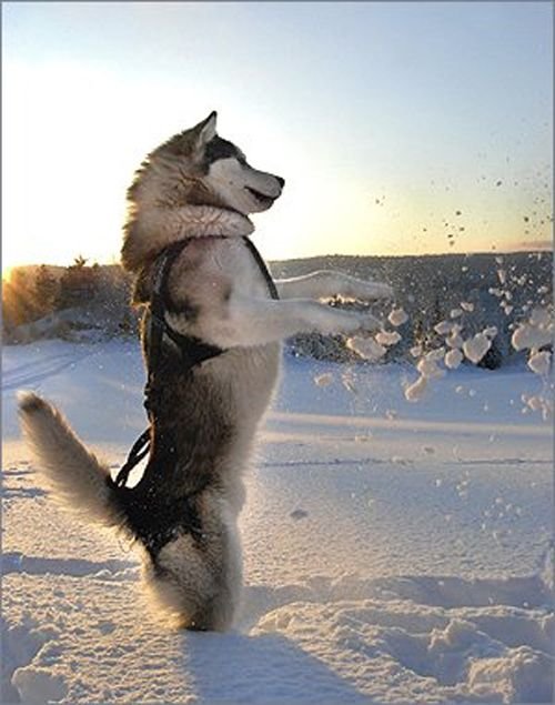 why you need alaskan malamute