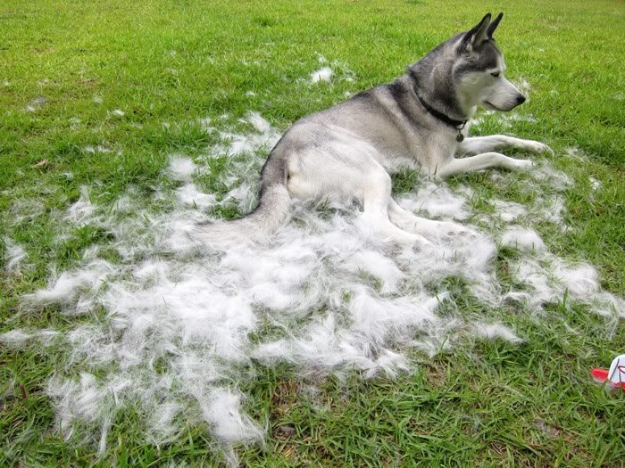 Husky shedding