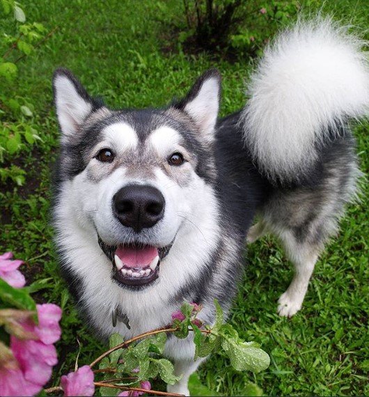 Alaskan Malamute pictures to cheer you up