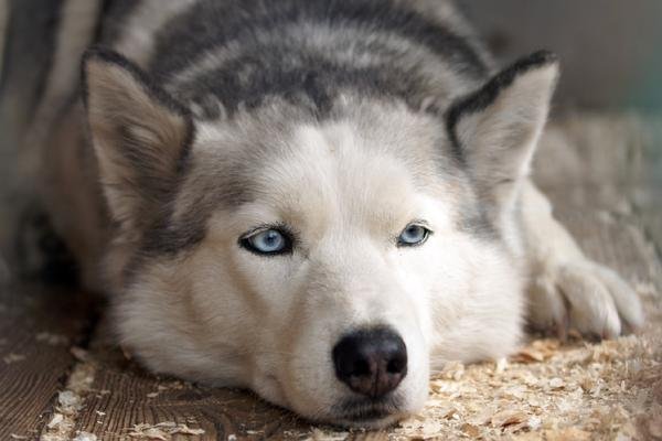 Husky Bored Face