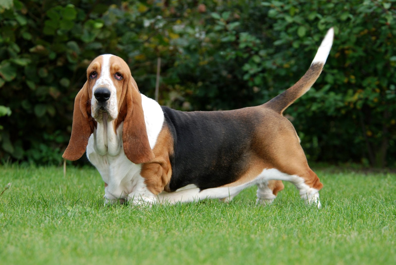 Basset Hounds