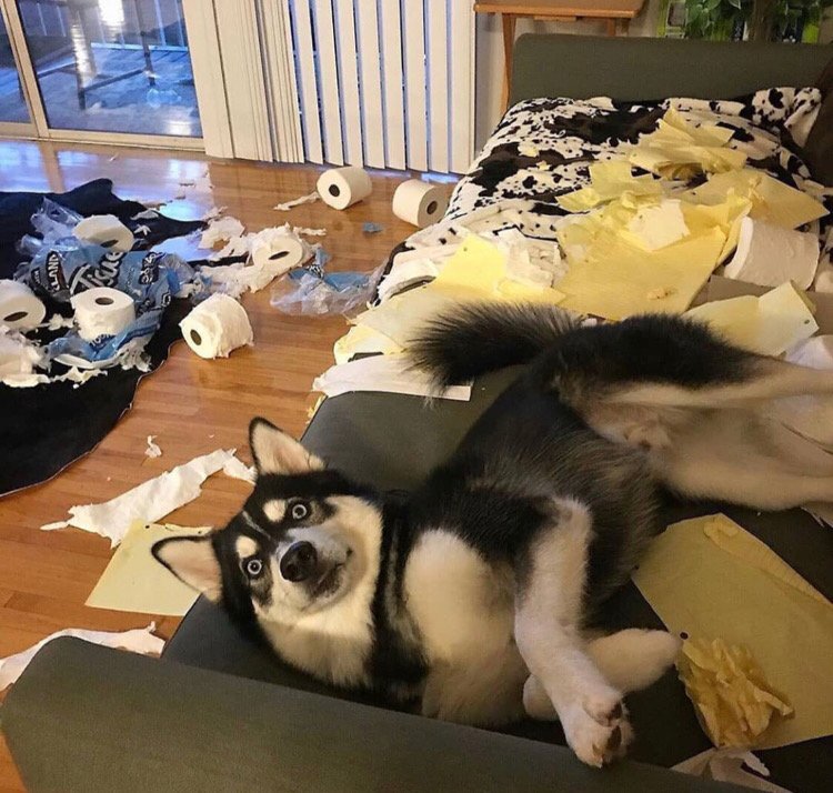 Huskies Funny Moments 