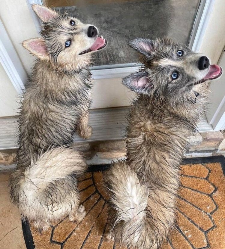 Huskies Funny Moments 