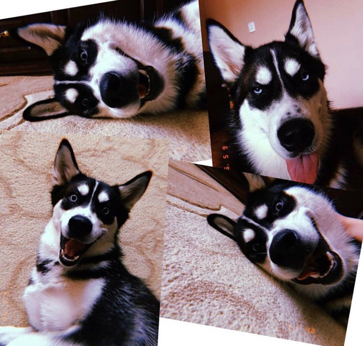 Huskies Funny Moments 