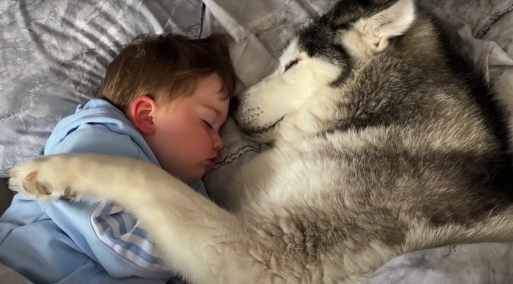 Little Boy Finds Comfy Husky In Bed