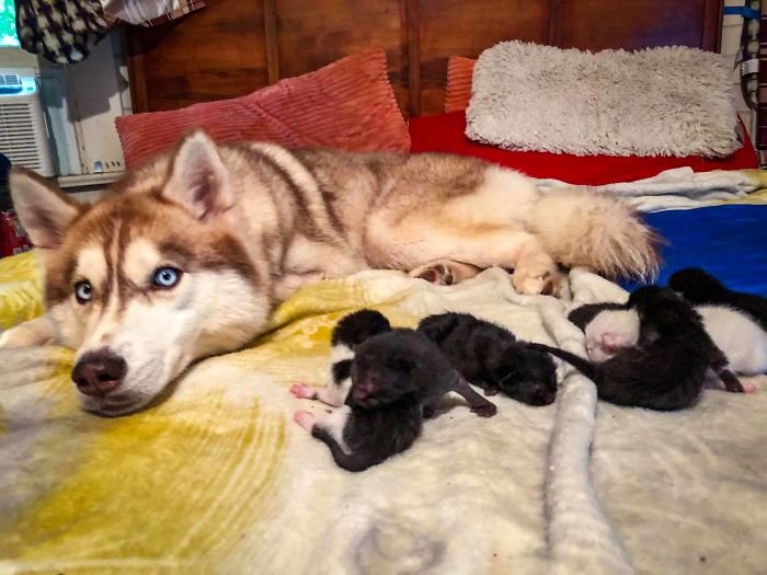 Husky and Cats