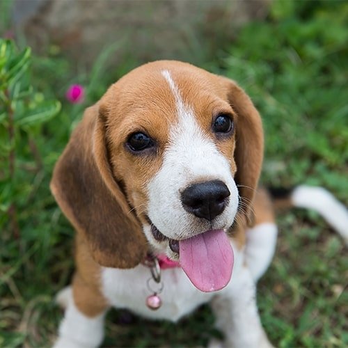 Beagle