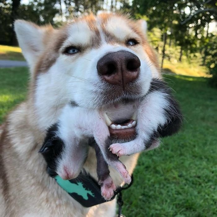 Hero Husky Finds A Box Full Of Near-Dying Kittens In The Woods And Becomes  Their New Mom