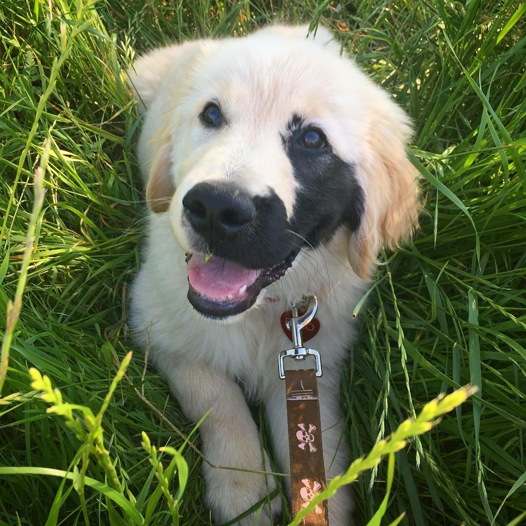 Enzo the golden retriever 