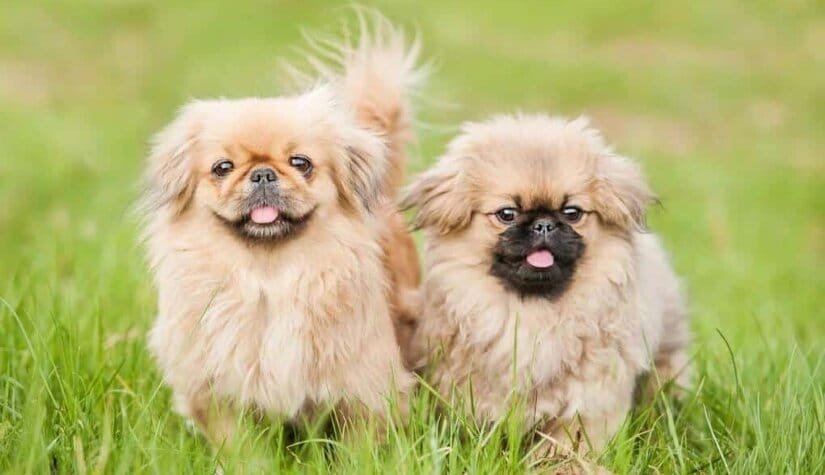 Pekingese